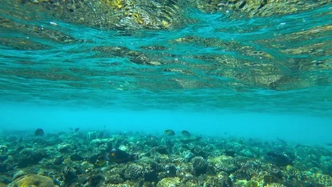 Fish and corals Video stock 83806764