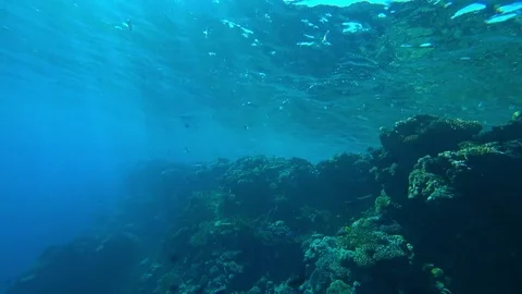 Fish and corals Video stock 83806957