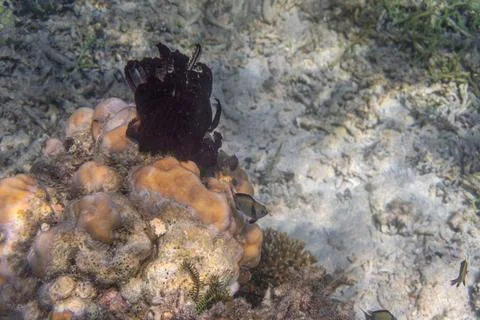 Fish and corals under the Clear Water at The Coast of Kelor Island, in Komo.. Stock Photos