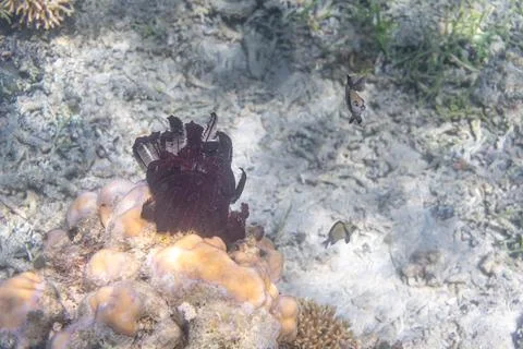 Fish and corals under the Clear Water at The Coast of Kelor Island, in Komodo Stock Photos