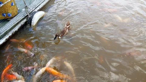 Fish and dock Stock Photos