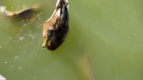 Fish and duck eating bread in pond of Buen Retiro Park. Spain. Slow motion. HD 库存影片 120393204