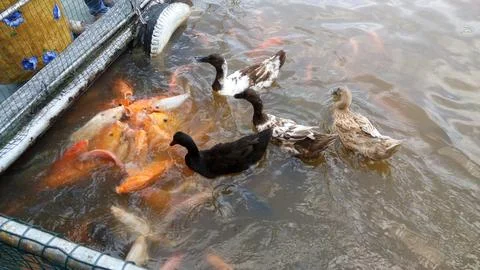 Fish and ducks Stock Photos