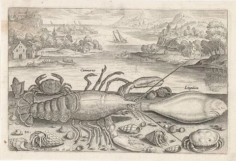 A fish and a few shellfish on the beach; Fishing; PISCIVM VIVAE ICONES. A ... Stock Photos