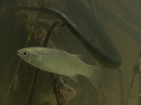 Fish and the forest cobras black body Stock Footage 12762749