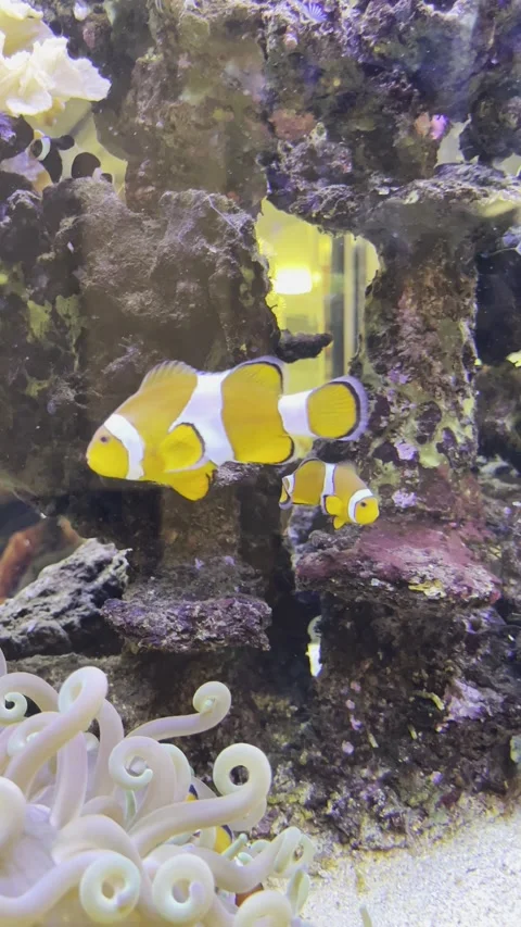 Fish and friends inside a tank Stock Footage 167560365