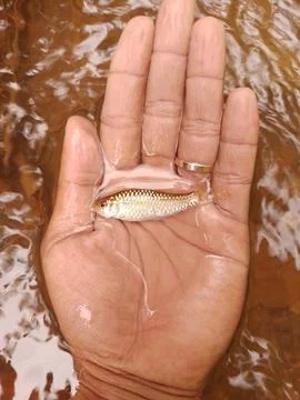 Fish and hand Foto stock