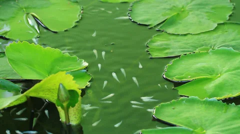 Fish and Lotus Stock Footage 33648136