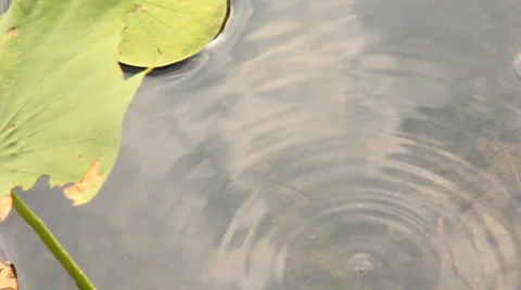 Fish and lotus leaf in pond Stock Footage 35218134