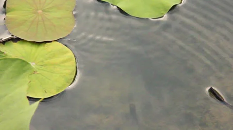 Fish and lotus leaf in pond Stock Footage 35223657