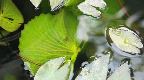 Fish and lotus leaf in pond Stock Footage 35227153