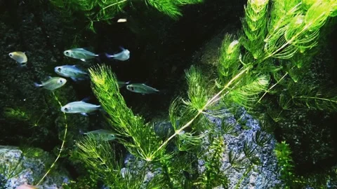 Fish and marine biota aquarium | Stock Video | Pond5