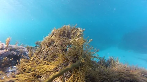 Fish and marine vegetation Video stock 104862489