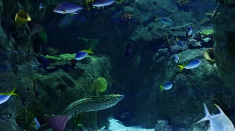 Fish and moray eel swimming underwater Stock Footage 11217365