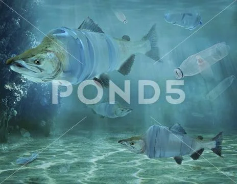 Fish and plastic water bottles underwater, composite image Stock Photos