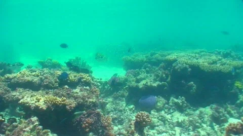 Fish and the reef Stock Footage 332525