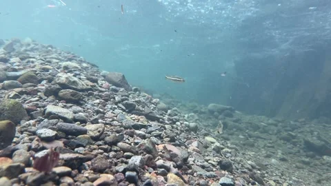 Fish and Rock  Stock Footage 308722185