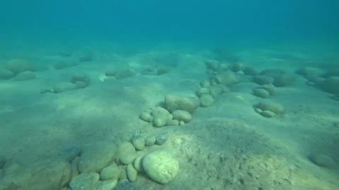 Fish and sea Stock-Footage 87327201