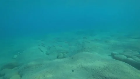 Fish and sea Stock-Footage 87327213
