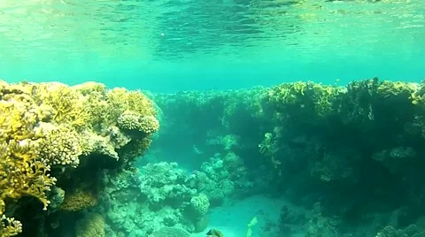 Fish and sea.mp4 Stock Footage 57418394