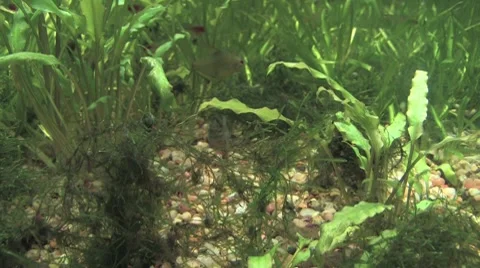 Fish and seaweed Video stock 8170521