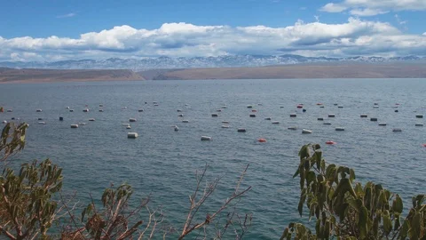 Fish and shell farm Stock Footage 90625125