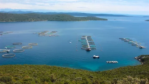 Fish and shell farm Stock Footage 90625420