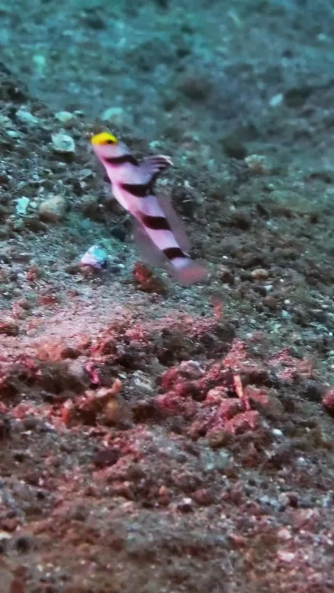 Fish and Shrimp Live Together, Lembeh, Sulawesi, Indonesia - 29 Oct 2024 Stock Footage 289675206