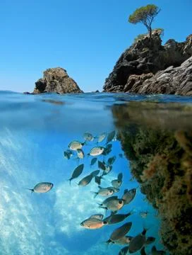 Fish and small island Stock Photos