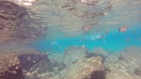 Fish and Snorkels Stock Footage 135545061