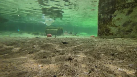 Fish and stingrays swimming under water in the aquarium, sea or ocean, mari.. Stock Footage 277577432