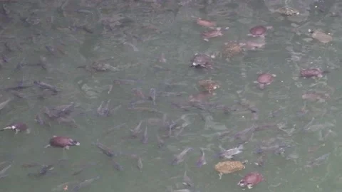 Fish and tortoise playing Together Stock Footage 160560488
