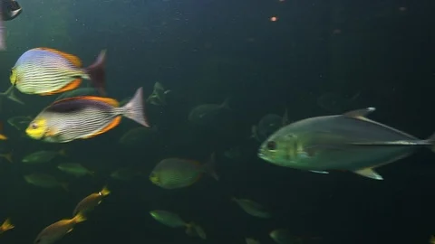 Fish and turtle in aquarium Stock Footage 107042958