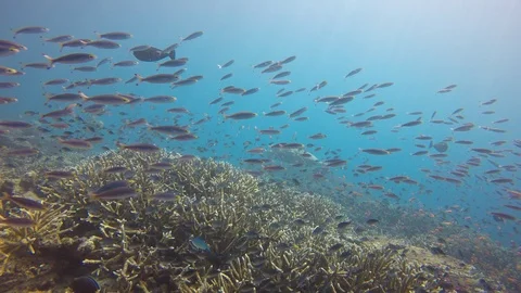 Fish and Turtle Stock Footage 89706266