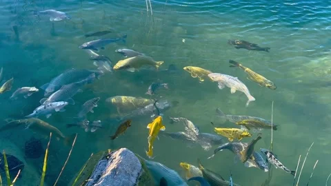 Fish and turtle swimming in park pond in Istanbul Stock Footage 346541537