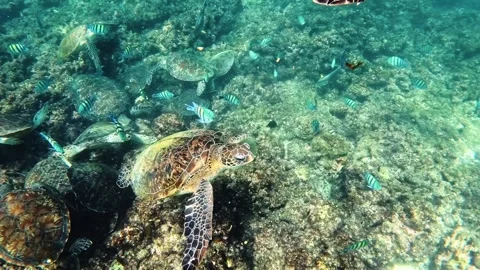 Fish and turtles swim in the seabed Stock Footage 336496942