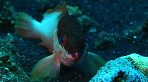 A fish of Andaman Islands, India Stock Footage 41745150