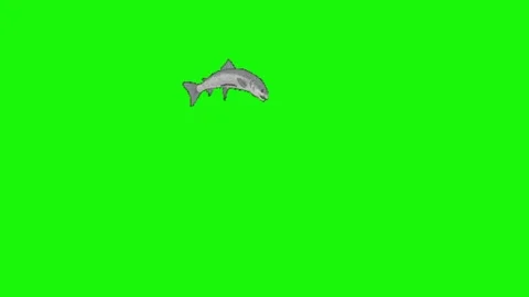Fish animation on green screen 動画素材 334773871