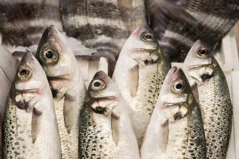 Fish ans seafood Stock Photos