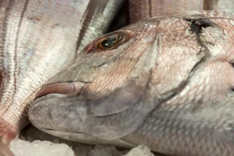 Fish ans seafood Stock Photos