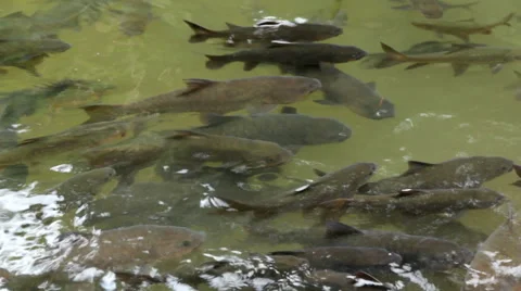 Fish antimony stone Stock Footage 40367487