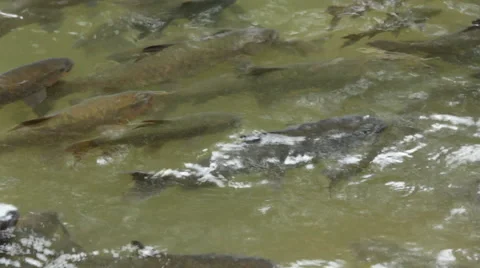 Fish antimony stone Stock Footage 40367526