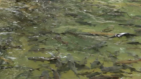 Fish antimony stone Stock Footage 40367608