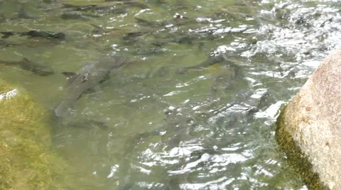 Fish antimony stone Stock Footage 40367921