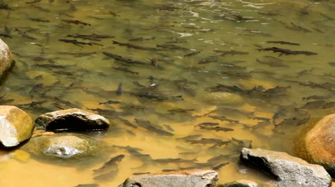 Fish antimony stone Stock Footage 40368224