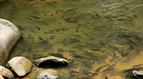 Fish antimony stone Stock Footage 40369384