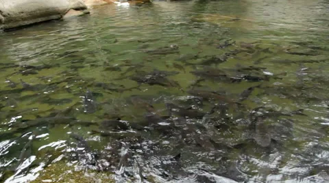 Fish antimony stone Stock Footage 40370673