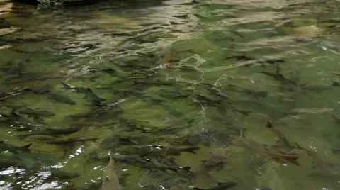 Fish antimony stone Stock Footage 40370733