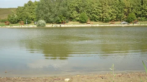 Fish appearing on the surface as being caught Stock Footage 228584293