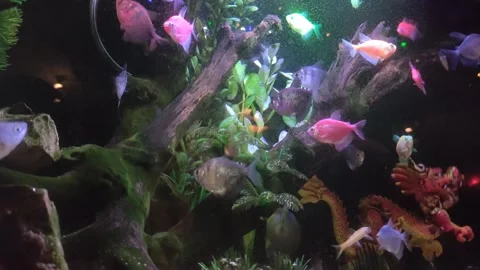 Fish in aquarium 01 Stock Footage 278254458